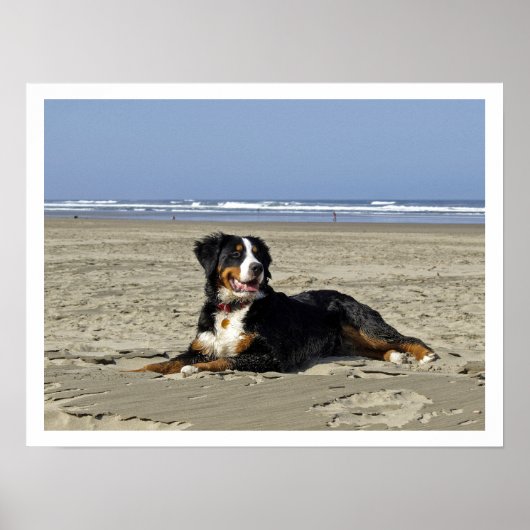 Bernese Mountain Dog op een strand Poster (Voorkant)