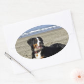 Bernese Mountain Dog Ovale Sticker (Envelop)