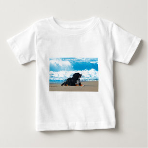 Bernese Mountain Dog over Beach