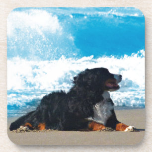 Bernese Mountain Dog over Beach Bier Onderzetter