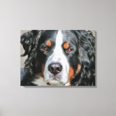 Bernese Mountain Dog Photo Afbeelding Canvas Afdruk (Voorkant)