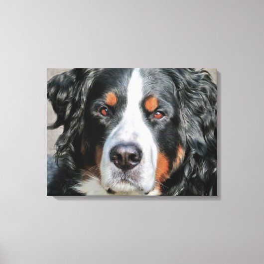 Bernese Mountain Dog Photo Afbeelding Canvas Afdruk (Voorkant)