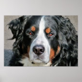 Bernese Mountain Dog Photo Afbeelding Poster (Voorkant)
