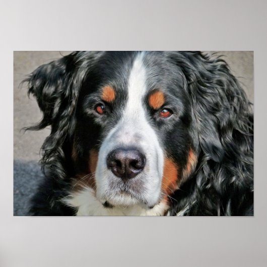 Bernese Mountain Dog Photo Afbeelding Poster (Voorkant)