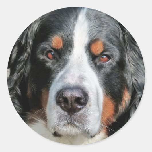 Bernese Mountain Dog Photo Afbeelding Ronde Sticker (Voorkant)