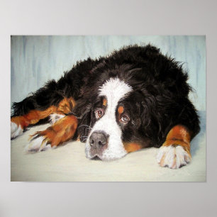 Bernese Mountain Dog Portrait Poster Print