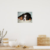 Bernese Mountain Dog Portrait Poster Print (Keuken)