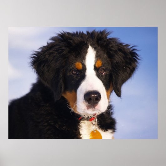 Bernese Mountain Dog Poster (Voorkant)