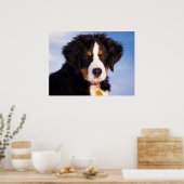 Bernese Mountain Dog Poster (Keuken)
