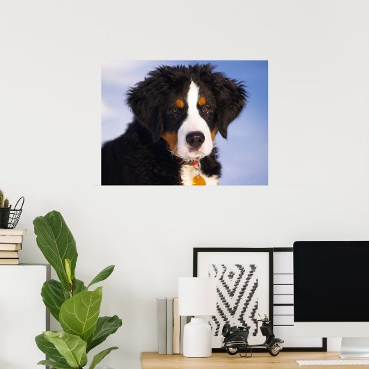 Bernese Mountain Dog Poster (Thuiskantoor)
