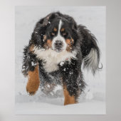 Bernese Mountain Dog Poster (Voorkant)