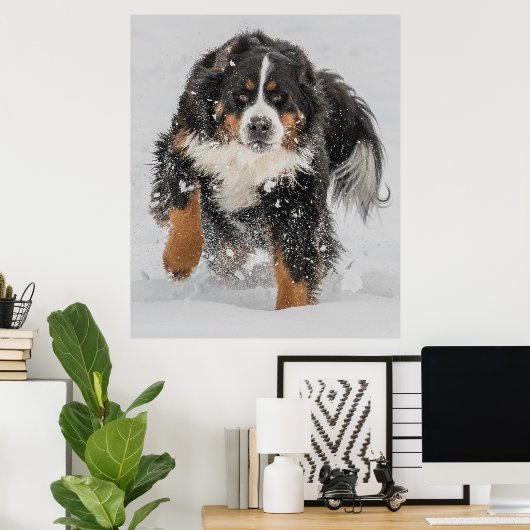 Bernese Mountain Dog Poster (Thuiskantoor)