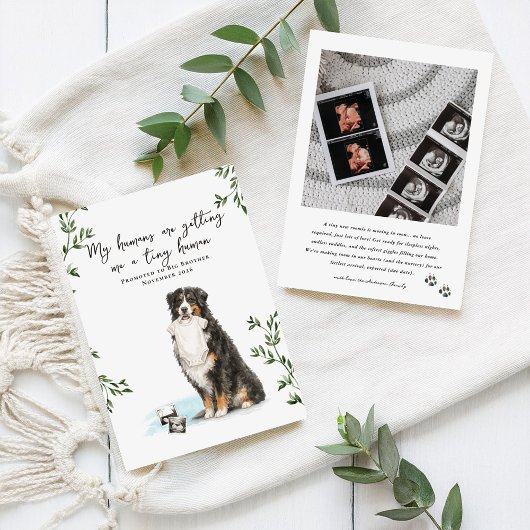 Bernese Mountain Dog Pregnancy Announcement Aankondiging