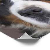 Bernese Mountain Dog Print (Hoek)