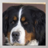 Bernese Mountain Dog Print (Voorkant)