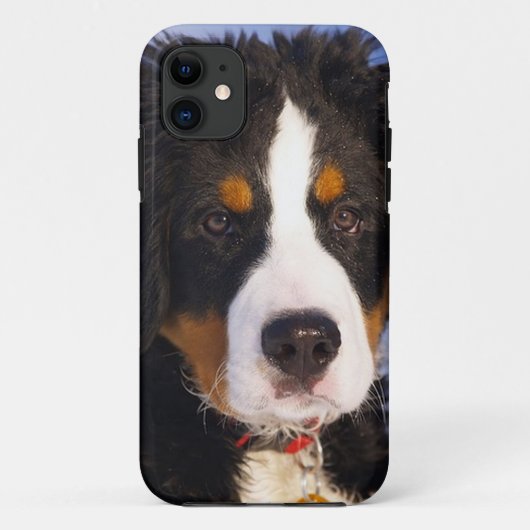 Bernese Mountain Dog Pup iPhone 5 hoesje (Achterkant)