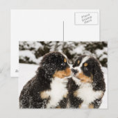 Bernese Mountain Dog Puppies die elkaar snuiffelen Briefkaart (Voorkant / Achterkant)