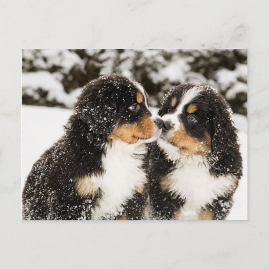 Bernese Mountain Dog Puppies die elkaar snuiffelen Briefkaart (Voorkant)