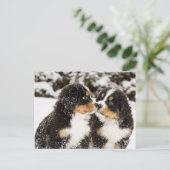Bernese Mountain Dog Puppies die elkaar snuiffelen Briefkaart (Staand voorkant)