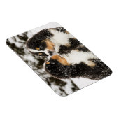 Bernese Mountain Dog Puppies die elkaar snuiffelen Magneet (Rechterzijde)