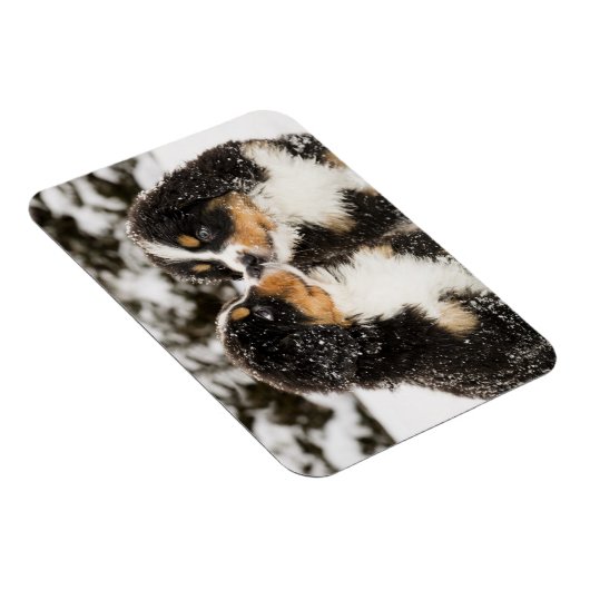 Bernese Mountain Dog Puppies die elkaar snuiffelen Magneet (Rechterzijde)