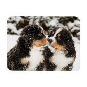 Bernese Mountain Dog Puppies die elkaar snuiffelen Magneet (Horizontaal)