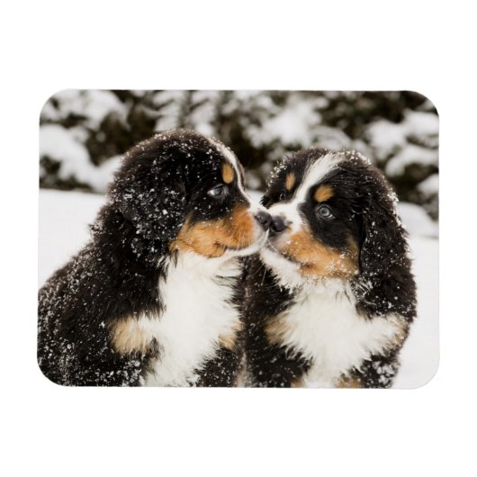 Bernese Mountain Dog Puppies die elkaar snuiffelen Magneet (Horizontaal)