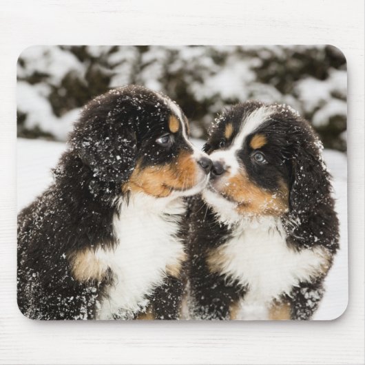 Bernese Mountain Dog Puppies die elkaar snuiffelen Muismat (Voorkant)