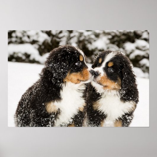 Bernese Mountain Dog Puppies die elkaar snuiffelen Poster (Voorkant)