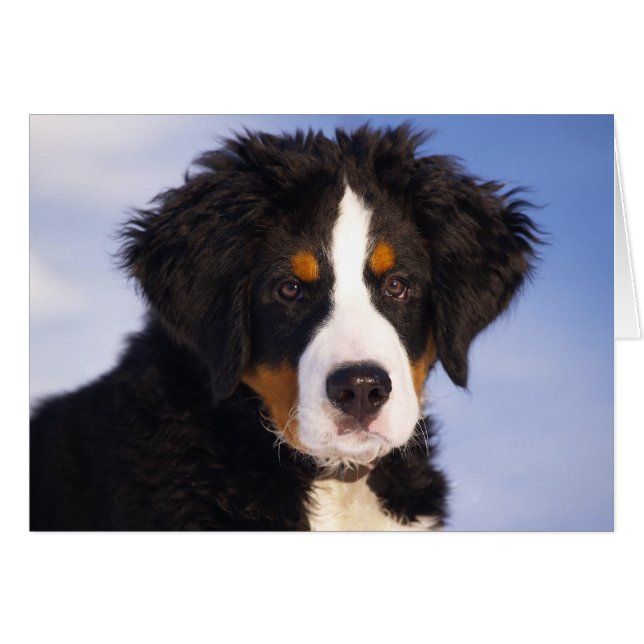 Bernese Mountain Dog Puppy (Voorkant Horizontaal)