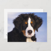 Bernese Mountain Dog Puppy Briefkaart (Voorkant / Achterkant)