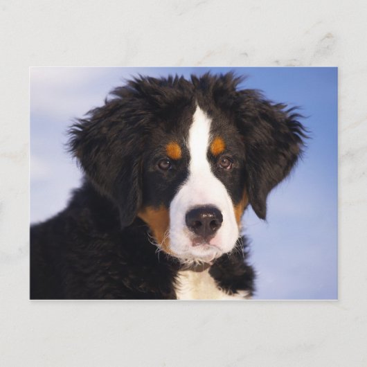 Bernese Mountain Dog Puppy Briefkaart (Voorkant)