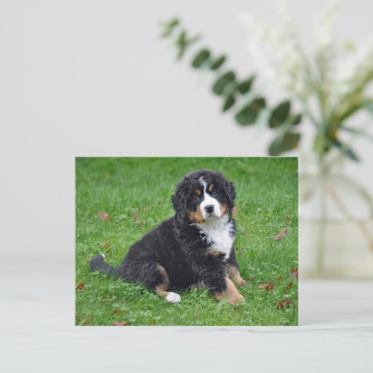 Bernese Mountain Dog Puppy Photo Briefkaart (Staand voorkant)