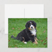 Bernese Mountain Dog Puppy Photo Briefkaart (Voorkant / Achterkant)