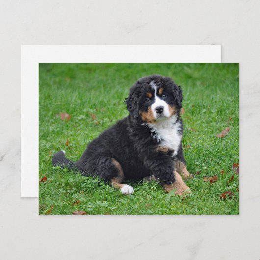 Bernese Mountain Dog Puppy Photo Briefkaart (Voorkant / Achterkant)