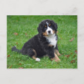 Bernese Mountain Dog Puppy Photo Briefkaart (Voorkant)