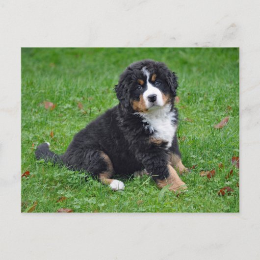 Bernese Mountain Dog Puppy Photo Briefkaart (Voorkant)