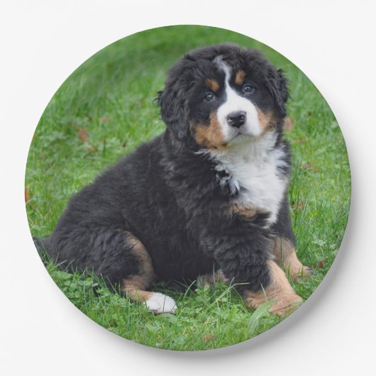 Bernese Mountain Dog Puppy Photo Papieren Bordje (Voorkant)