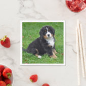 Bernese Mountain Dog Puppy Photo Servet (Insitu)