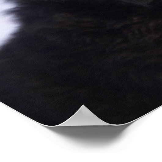 Bernese Mountain Dog Puppy Poster (Hoek)