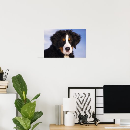 Bernese Mountain Dog Puppy Poster (Thuiskantoor)