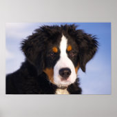 Bernese Mountain Dog Puppy Poster (Voorkant)