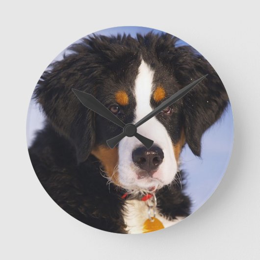 Bernese Mountain Dog Puppy Wall klok (Voorkant)