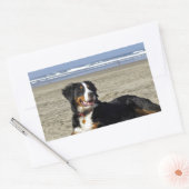 Bernese Mountain Dog Rechthoekige Sticker (Envelop)