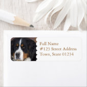 Bernese Mountain Dog Return-adreslabel Etiket (Insitu)