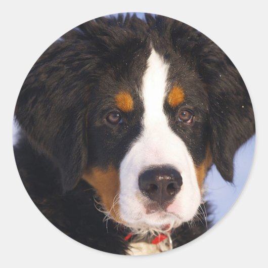 Bernese Mountain Dog Ronde Sticker (Voorkant)