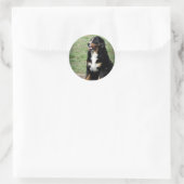 Bernese Mountain Dog Ronde Sticker (Tas)
