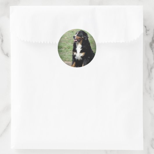 Bernese Mountain Dog Ronde Sticker (Tas)