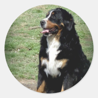 Bernese Mountain Dog Ronde Sticker