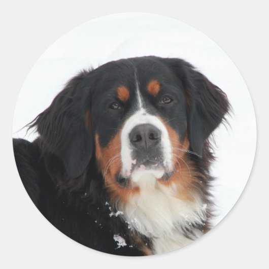  Bernese Mountain Dog Ronde Sticker (Voorkant)